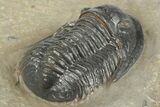 Dalejeproetus Trilobite - Uncommon Moroccan Proetid #204487-5